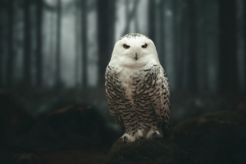 a snowy owl is standing on a rock