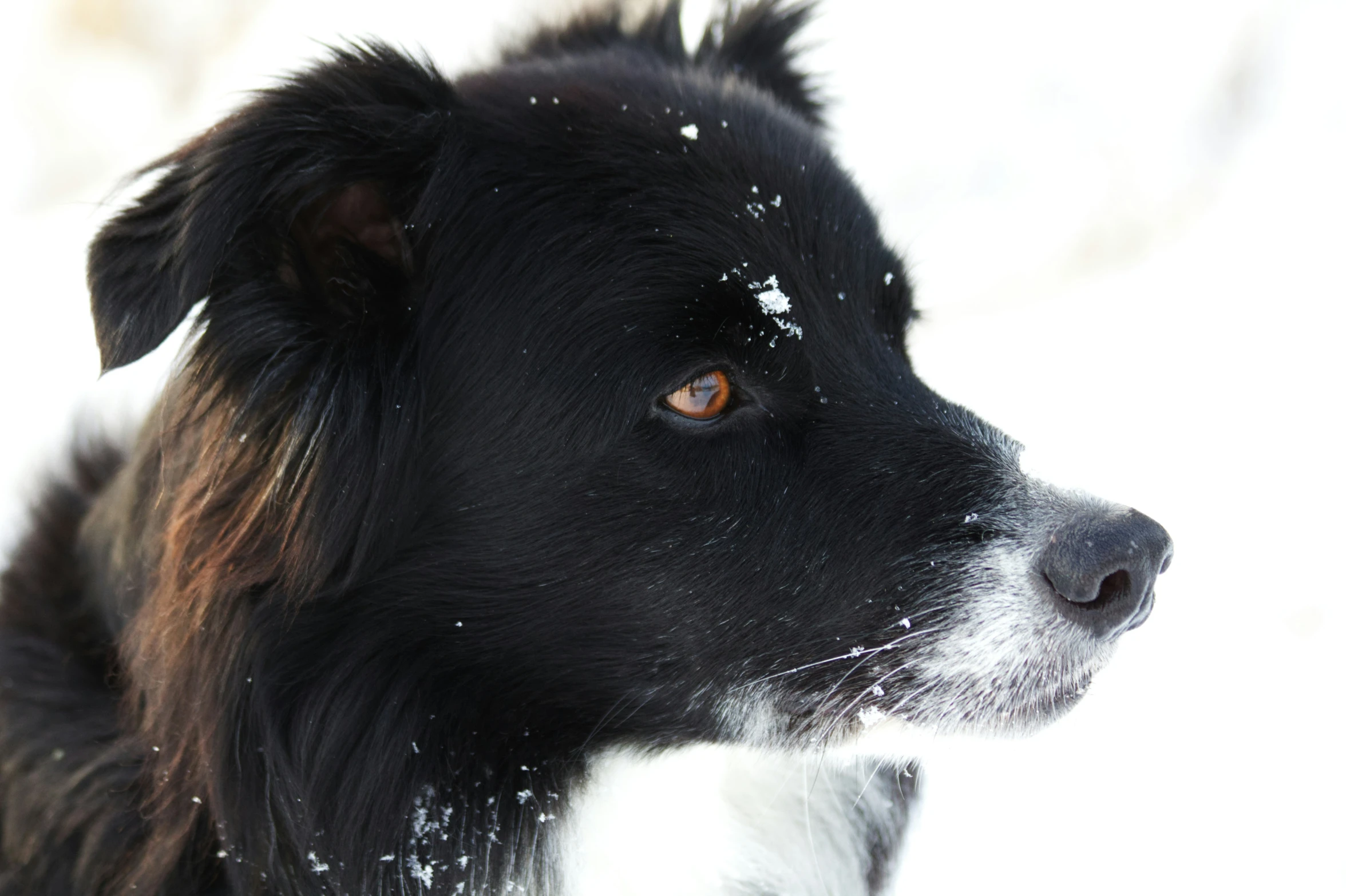 a black dog looks out into the snow