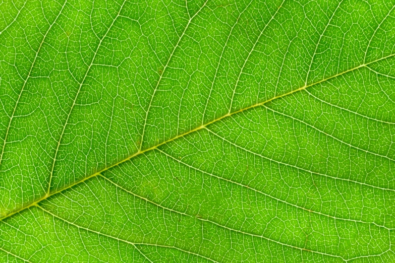 a close up view of the green and white color of a leaf
