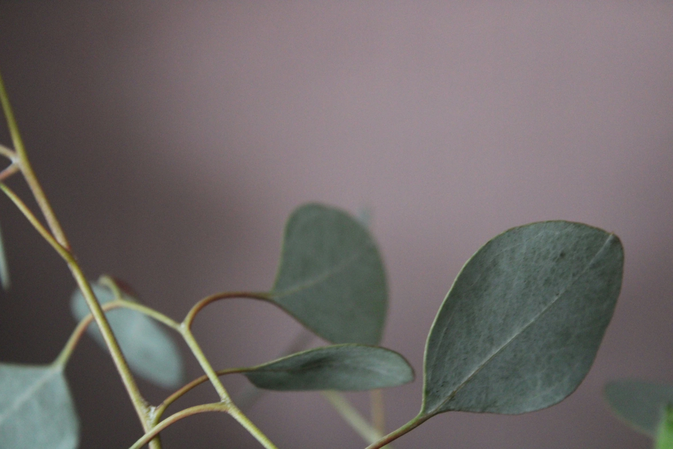 some leaves that are on a twig