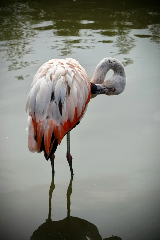 a flamingo is in the water staring in