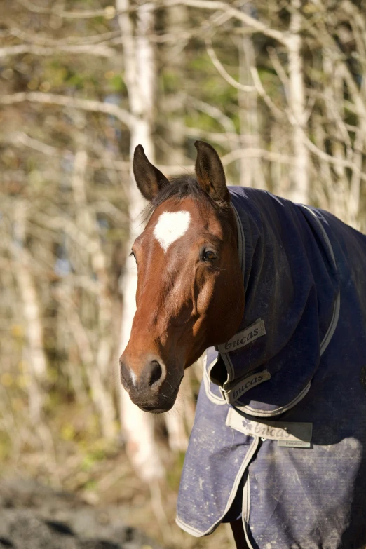 the horse is looking at soing and wearing a cover