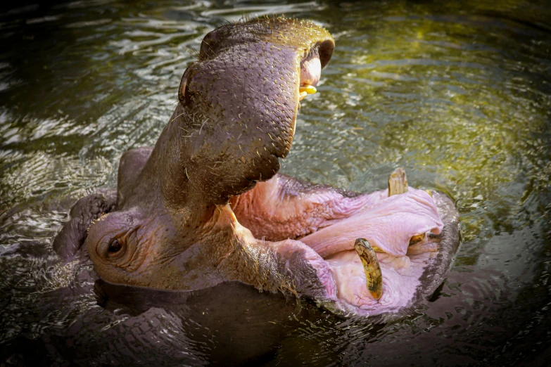 a large elephant laying down in some water