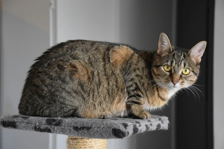 an adult tiger cat sitting on top of a cat tree