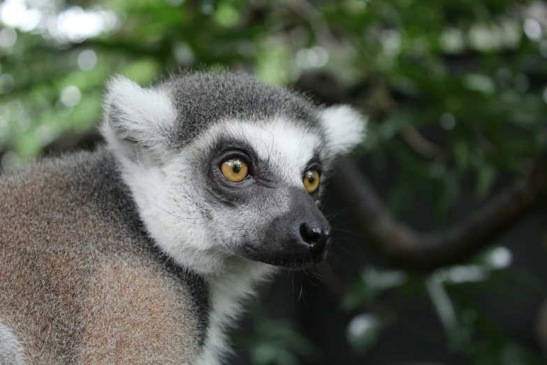 a lemurd with brown eyes looks at the camera