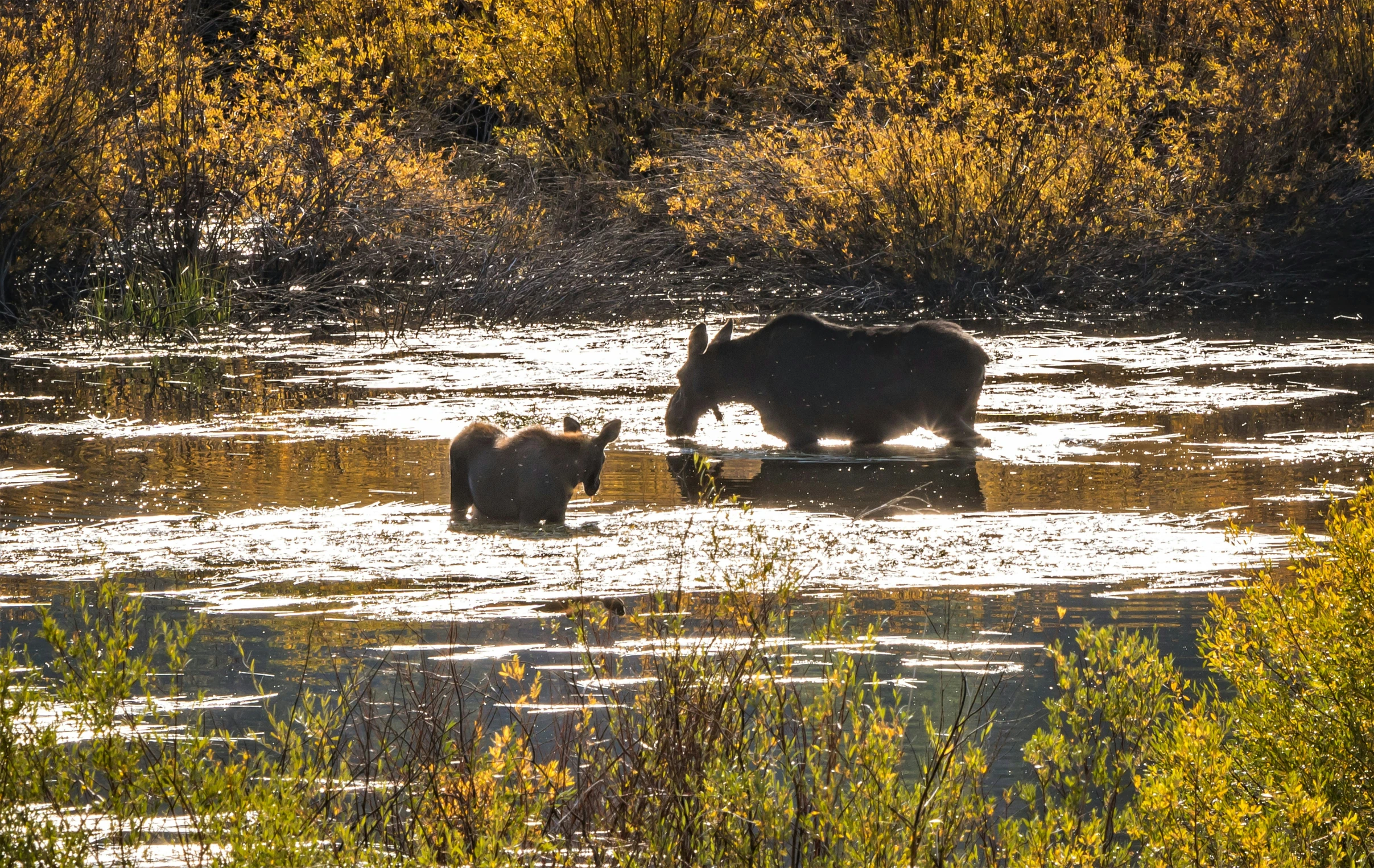 a mother bear and two cubs wading through a lake