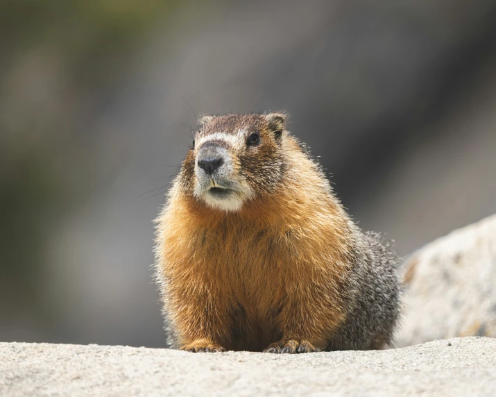a marmot squirrel looking at the camera