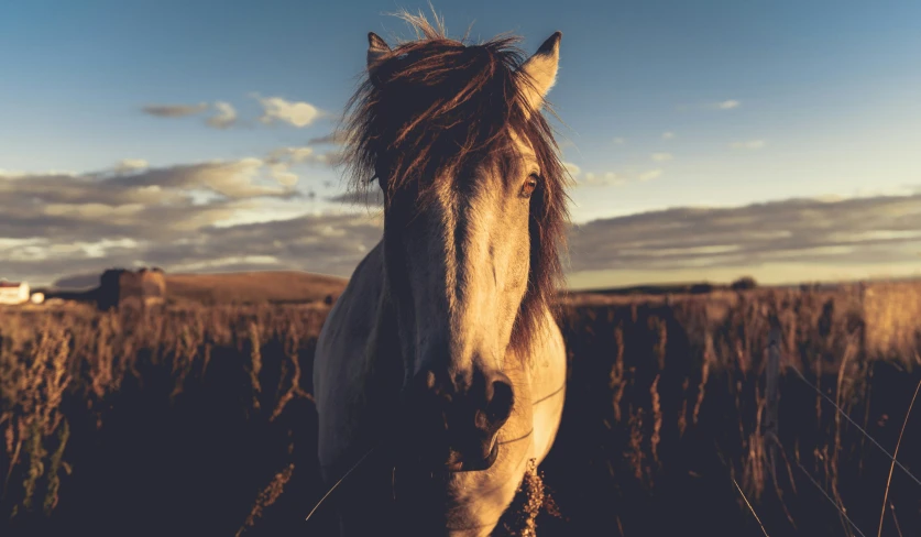 a horse in a field with grass and a blue sky