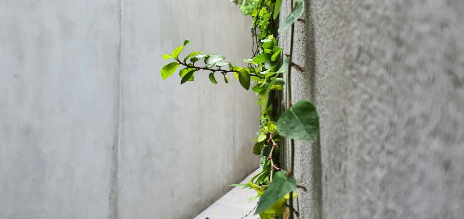some greenery on a building with a plant growing out of it