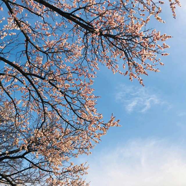 a kite flying high in the sky next to a blossoming tree