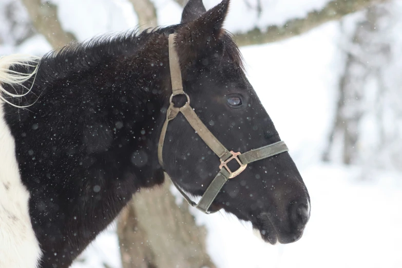 a black and white horse standing in front of some trees