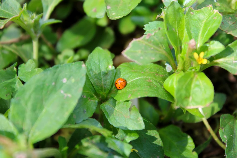 red bug sitting on leafy plant leaves in sunlight