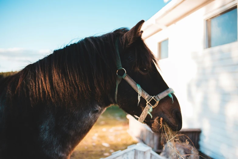 a large black horse standing in the grass by a fence