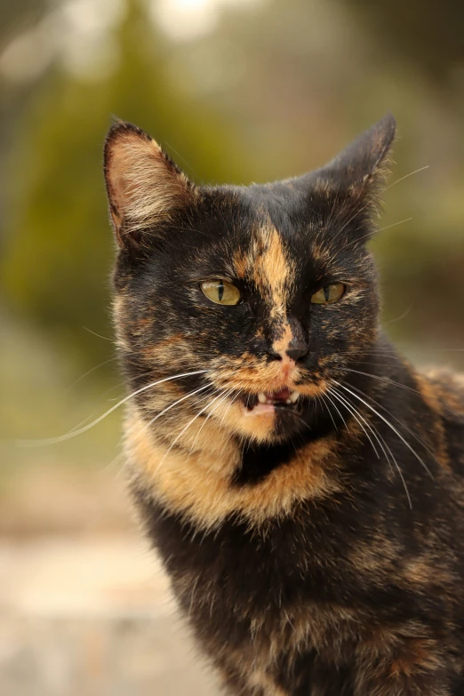 a cat that is looking up and smiling