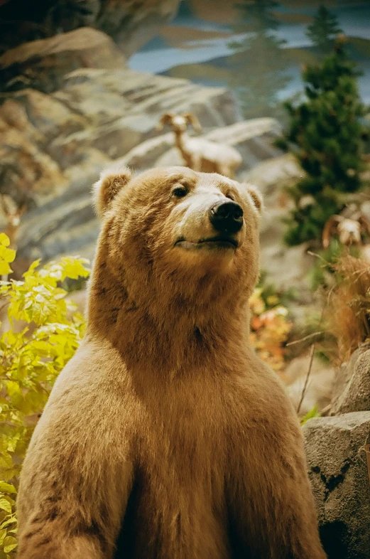 there is a large brown bear standing up against the rocks