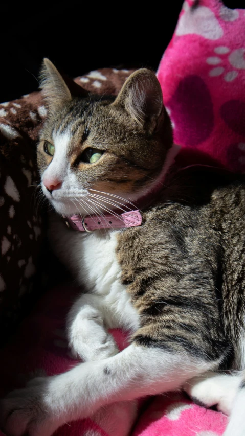 a cat with a collar lying on a pink blanket