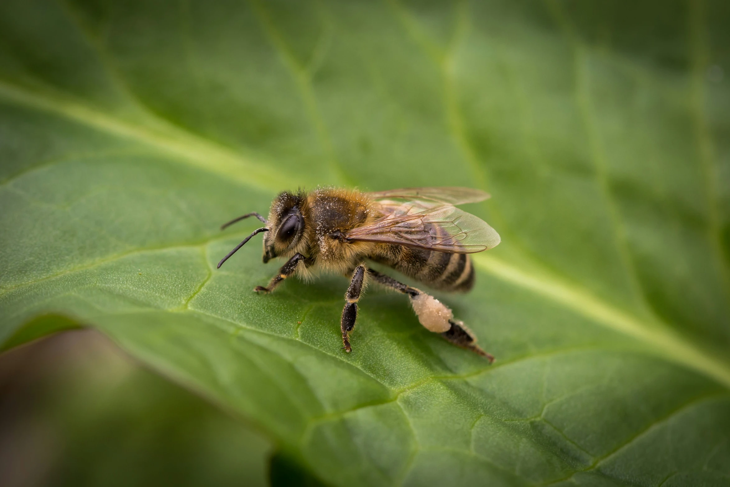 a close up s of a bee sitting on a green leaf