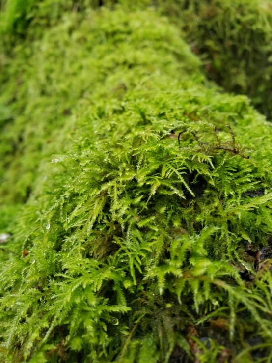 moss is covering the entire side of the tree