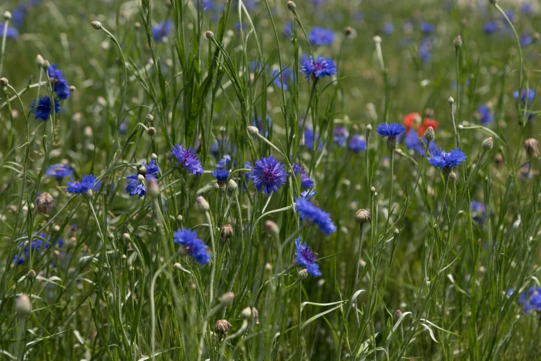 there is a blue flower in the grass