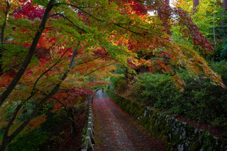 there is a long path in the middle of trees