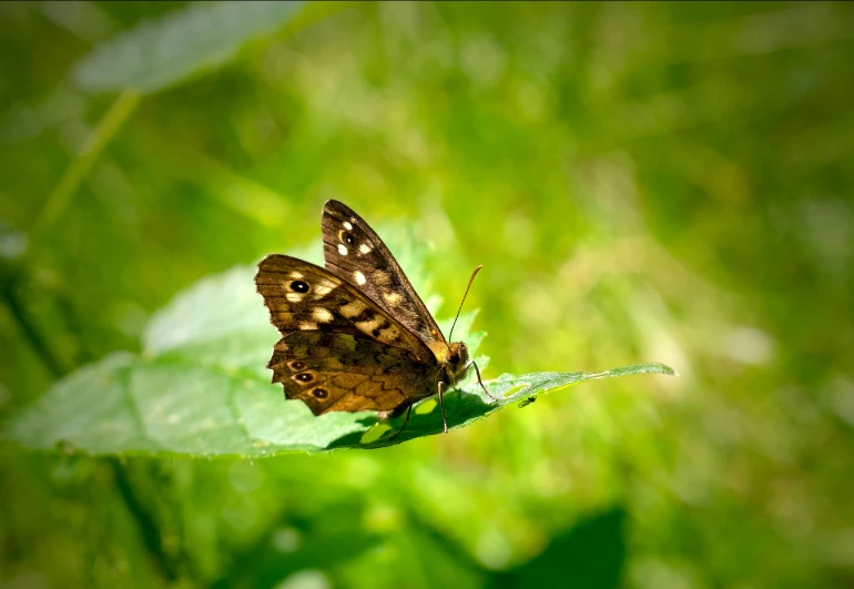 a erfly is sitting on the end of a leaf
