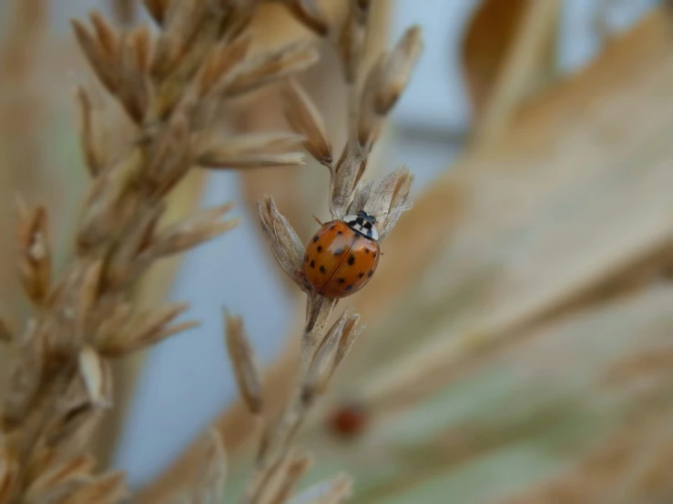 a brown and orange lady bug on a leaf