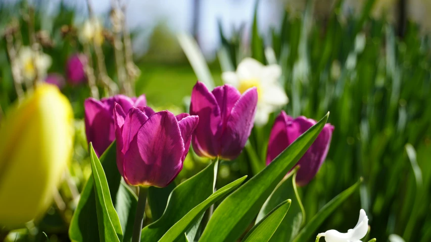 some purple and white flowers in a field