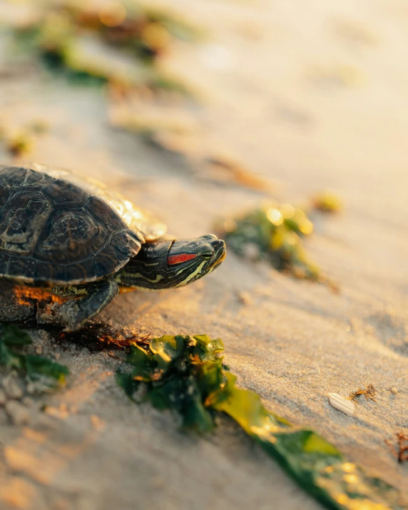 there is a small turtle crawling in the sand