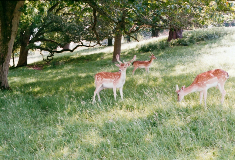 the young deer is feeding for their mother in the field