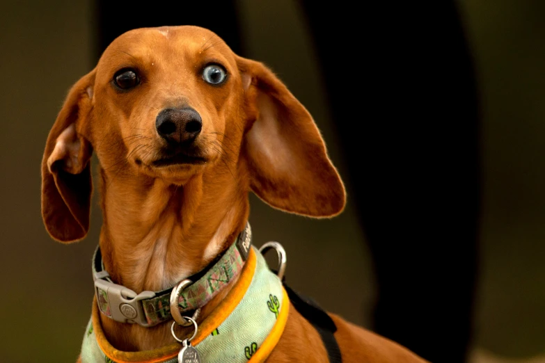 a dog with brown eyes looking up at the camera