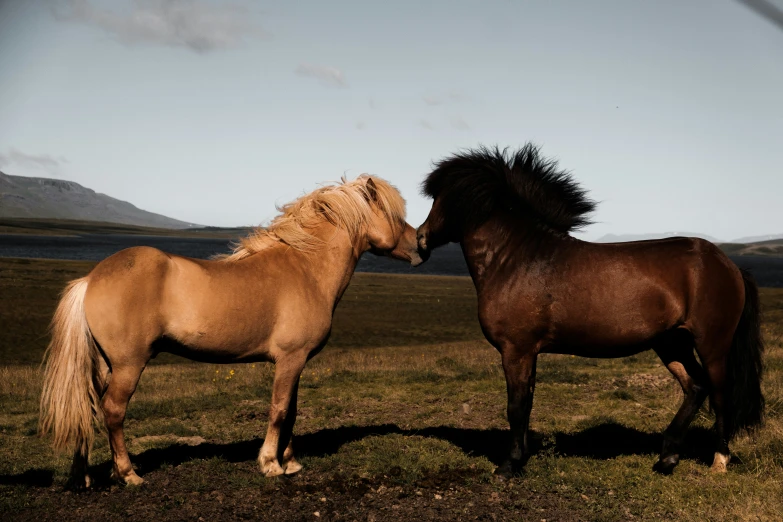 two horses standing close to one another in an open field