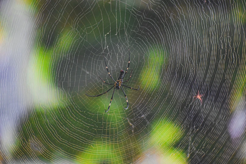 a spider is in the center of its web web