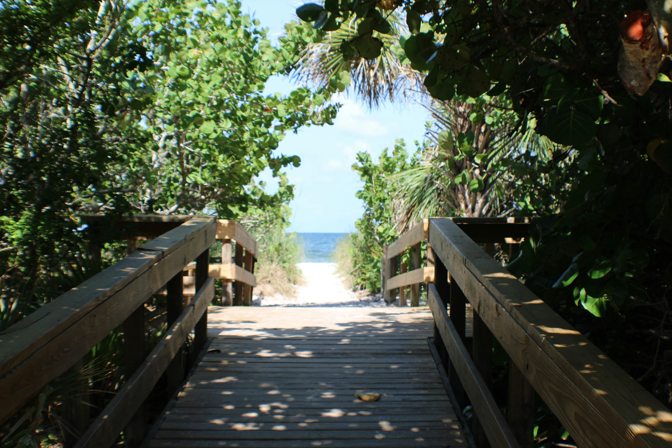 the path way leads through trees to the beach