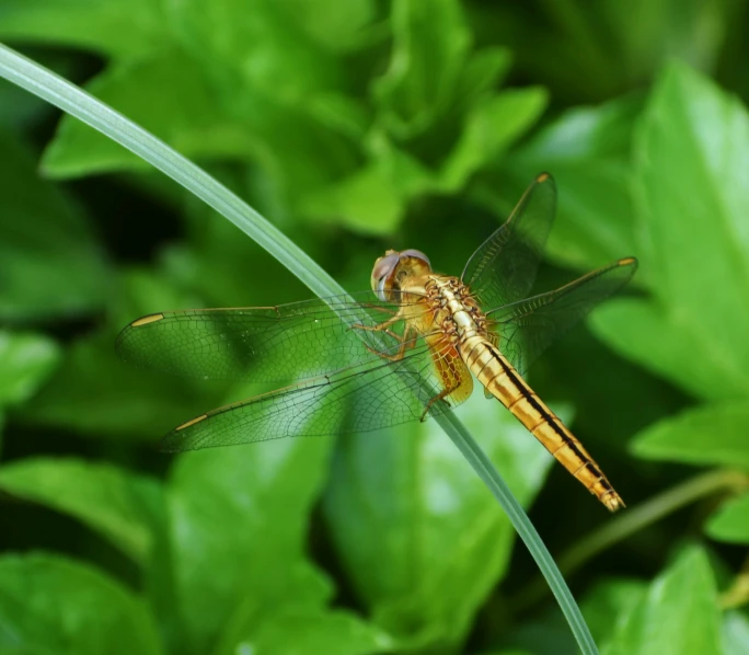 a close up of a dragon fly sitting on a plant