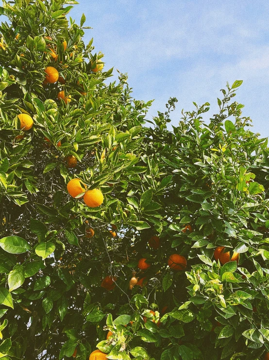an orange tree filled with lots of ripe oranges