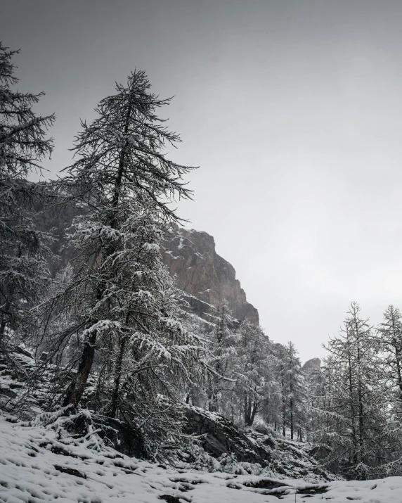 snow covered trees line the bank of a snowy mountain