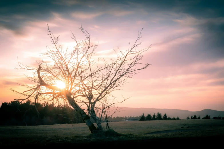 a lone tree sitting in a field during the sun