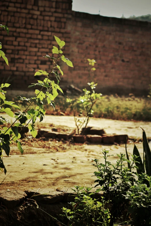 a brick building behind a small green tree