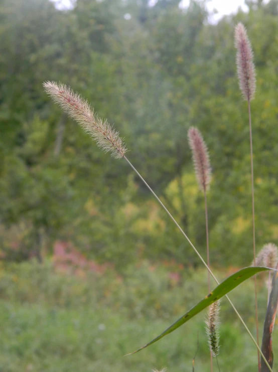 the plant has pink, thin flowers in a forest