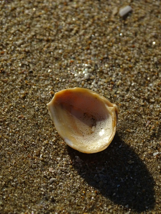 an odd shaped object on the sand next to its shadow