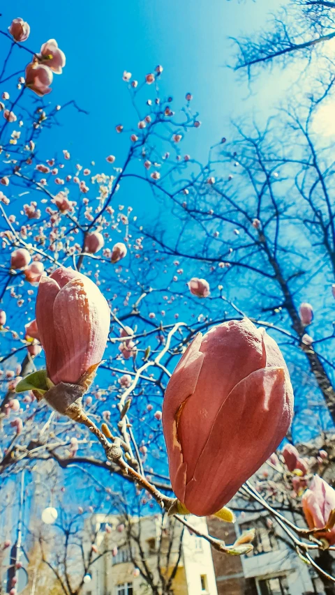 a tree with pink flowers and nches is blooming