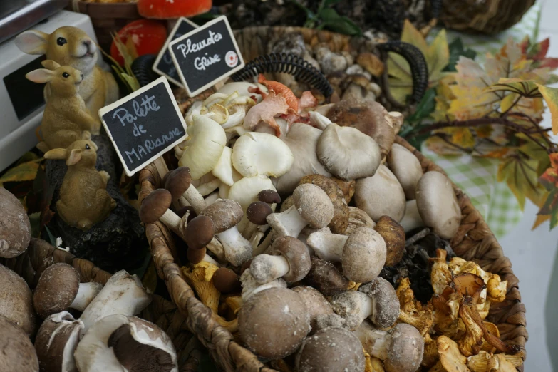 many mushrooms are arranged in an assortment on the table