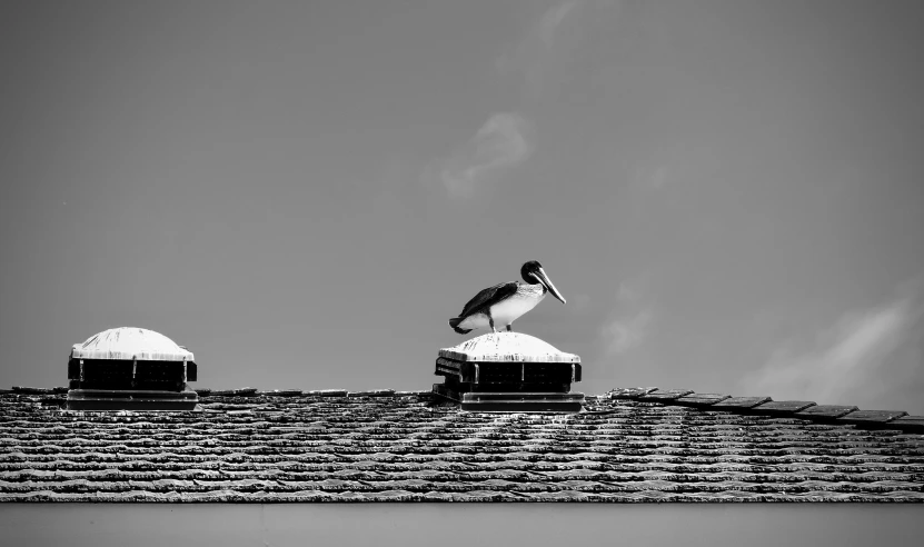 two birds sitting on top of roof tops