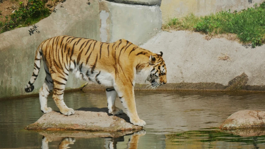 the large tiger is standing on the small rock in the water