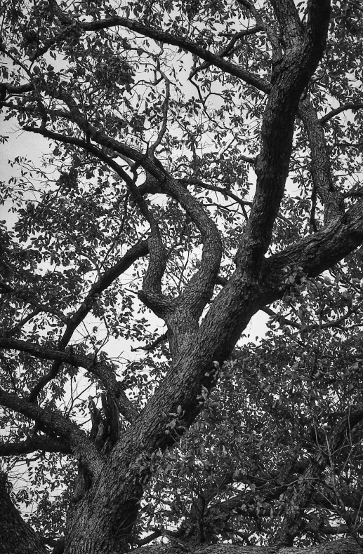 a tall tree with large, twisted limbs stands by itself