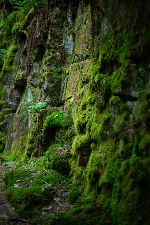 an animal that is standing in some mossy rock