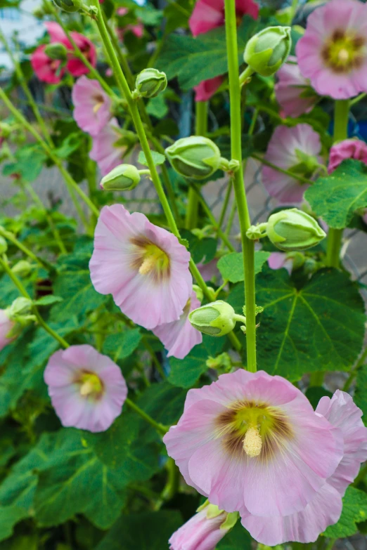 a pink flower growing in a garden