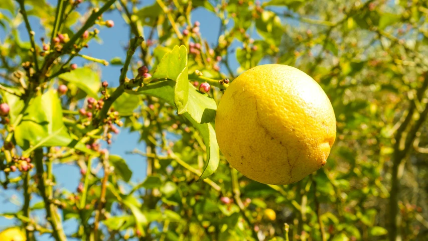 there are many lemons hanging from the tree