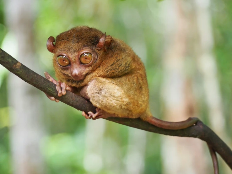 a tiny animal is sitting on a tree limb