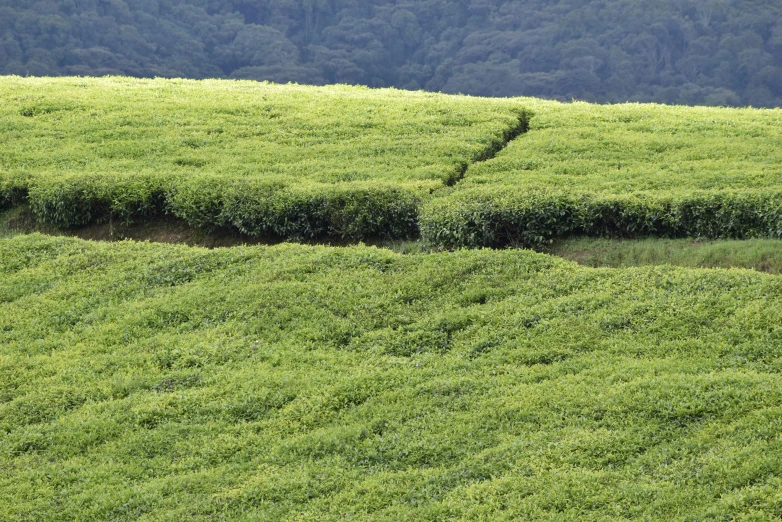 a couple of people walking across a grass covered hill